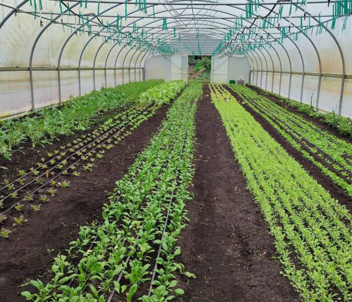 &#8216;Sow your seed&#8217;- tuinieren, gezondheid en landleven