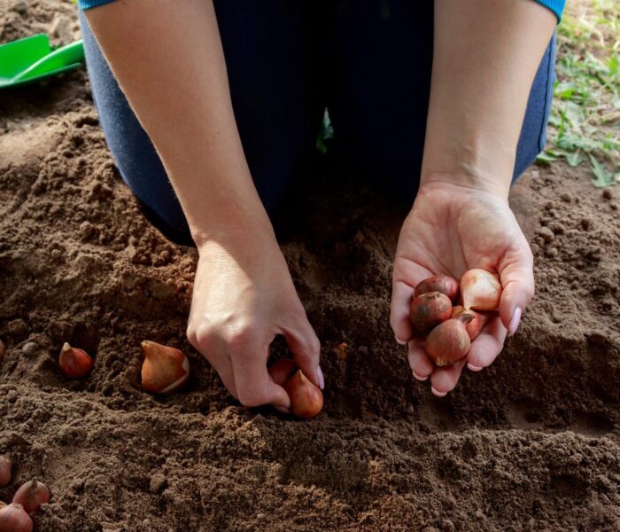 Advent 1 2025: Evangelisatie/Grote Opdracht