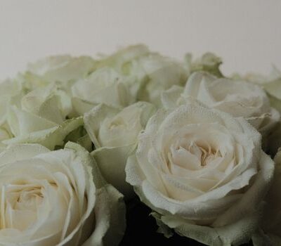 A close-up image of blooming white roses with delicate petals captured in soft lighting.