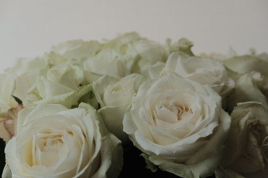 A close-up image of blooming white roses with delicate petals captured in soft lighting.
